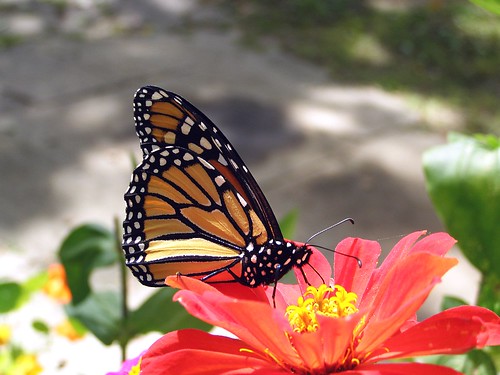 2012_0915Monarch0001 by maineman152 (Lou)
