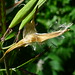 20120916 Asclepias incarnata seed head posted by chipmunk_1 to Flickr