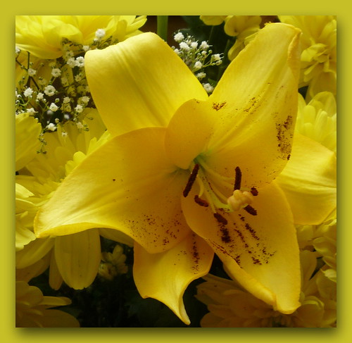 Lovely yellow flower to brighten your day