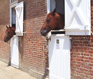 A couple of trotter stallions in France.
