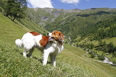 Tirol 2012