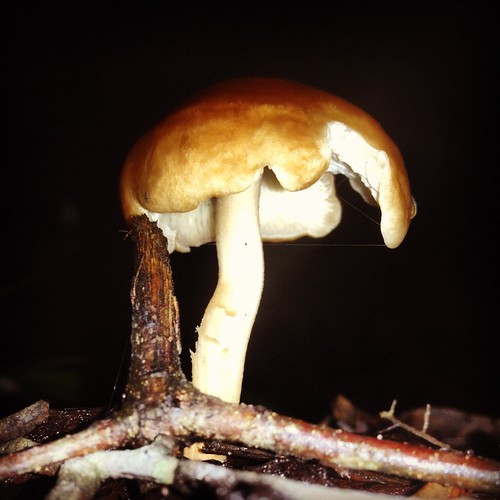 Fungus (235/366) by elawgrrl