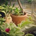 #succulents #garden