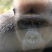 Mefou Primate Sanctuary impressions, Cameroon - IMG_2507_CR2_v1