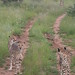 Camp Otjitotongwe Cheetahs - IMG_3696_CR2