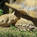 AfricanTortoise_002 posted by *Ice Princess* to Flickr