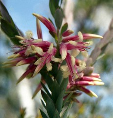 Ericaceae/Epacridoideae