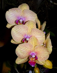 Orchids are just too cool !!