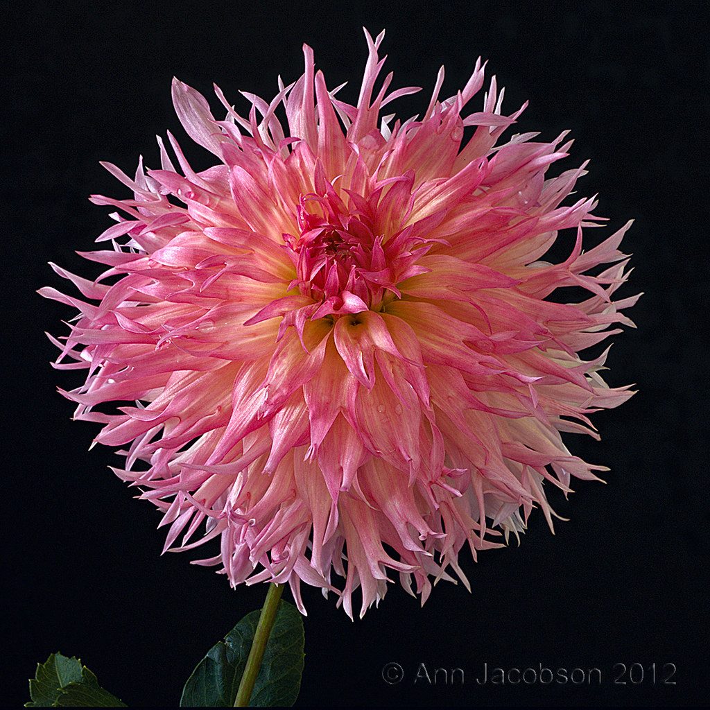 Dahlia -- Lakeview Curley