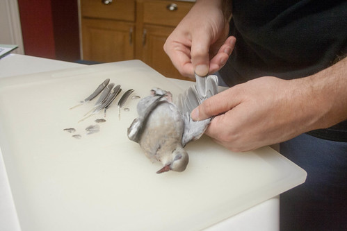 Ryan Adams Plucking Dove, from www.nosetotailathome.com