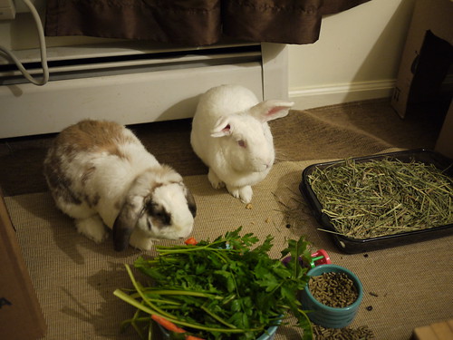 betsy and gus at dinnertime