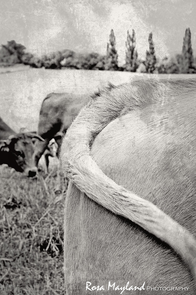 Cow Backside 1 5 bis