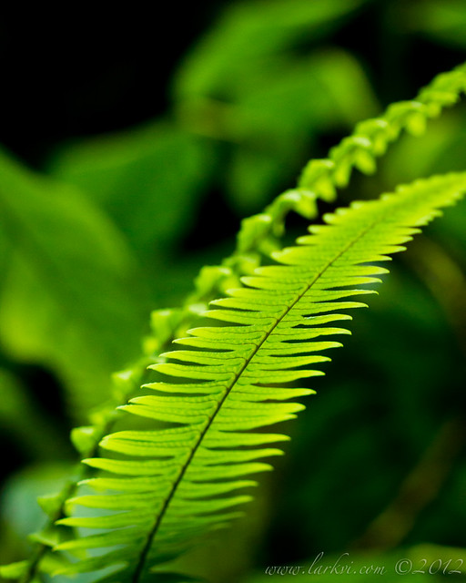 Frond, Arenal Volcano, Costa Rica, 2012