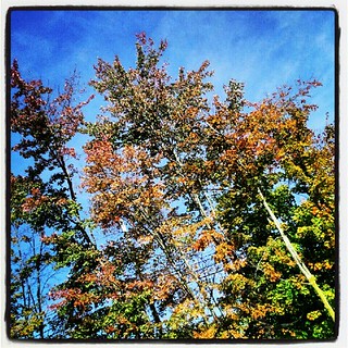 #newhampshire #fall #foliage #tree #leaves #sky #happy #beautiful #love #picoftheday