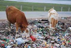 牛隻走到被隨意棄置的垃圾場上，把塑膠袋當做草吃(余宛如提供)