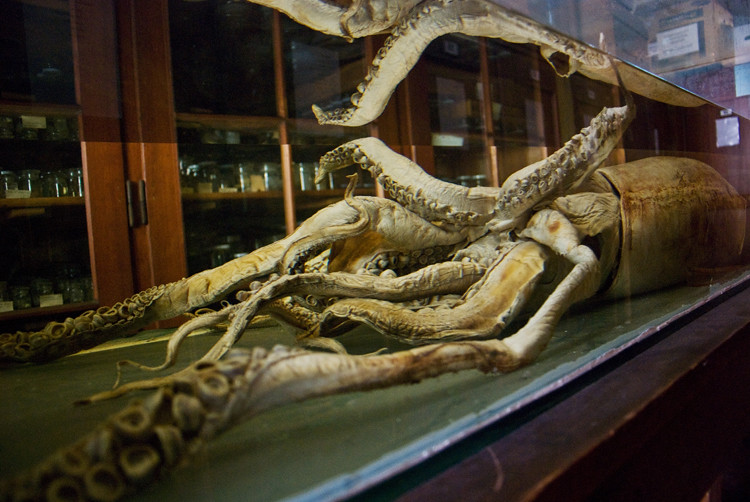 A giant squid preserved in alcohol