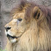 Lions_013 posted by *Ice Princess* to Flickr