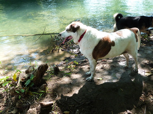 Hutch, GOOD DOG At The River