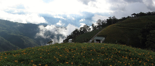 Jinzhen Mountain Daylily Field