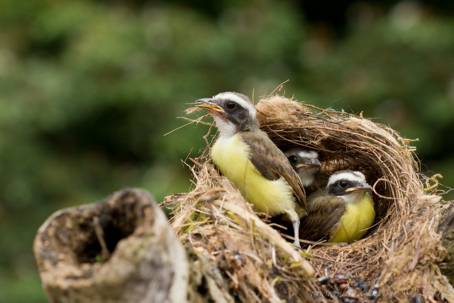 Social Flycatcher (Myiozetetes similis) Chicks in Nest, Rio Frio, Costa Rica, 2012