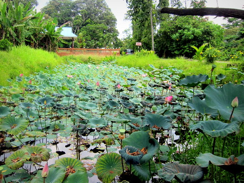Mighty East Coast Trip - lotus pond in Kg Belimbing