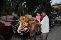 Nerjis Asif Shakir First Horse Ride 1 Year Old by firoze shakir photographerno1