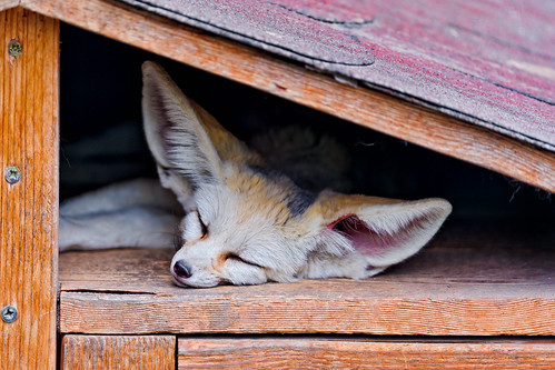 無料写真素材|動物|狐・キツネ|寝顔・寝姿|フェネックギツネ