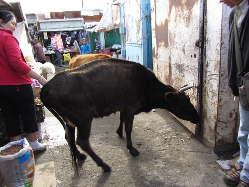 cow in the market