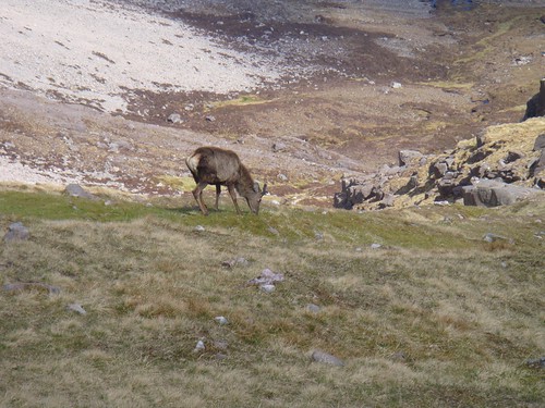 Random Red Deer in Coire an Laoigh, Beinn Eighe