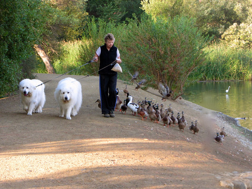 dog/duck walk