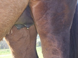 Mare waxed up in anticipation for foaling.