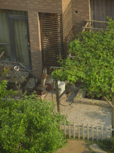 Cat Trying to Catch a Squirrel in Cage, Shenyang, China _ 0016