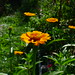 20120922 Zinnia posted by chipmunk_1 to Flickr