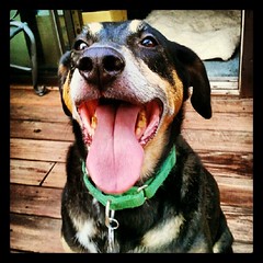 Happy Tut! #dogs #smile #happydog #rescue #adoptdontshop #dogstagram #petstagram #instadog #summer #deck