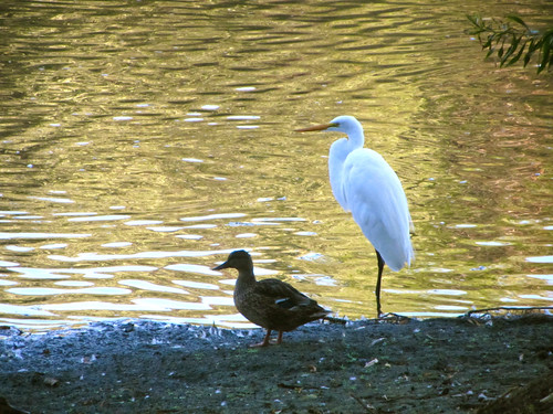 duck and egret