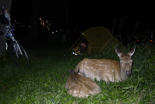 Wild Hokkaido deer in the Shiretoko Noeijo (Shiretoko Campground) in Utoro (Hokkaido, Japan)