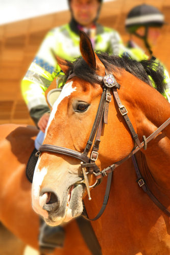 Police horse IMG_4478