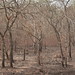 Trees in Nigeria - IMG_2363_CR2