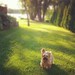 Our little love ~ #yorkie #dog #instagram #puppy