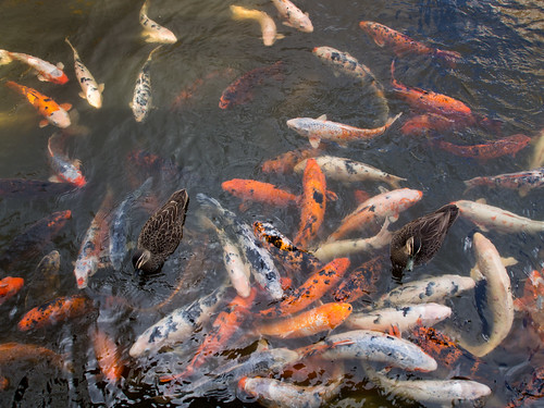 Koi fish and duck stampede