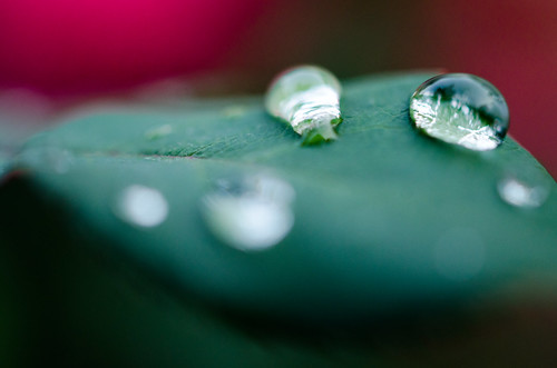 Water beaded on a rose leaf