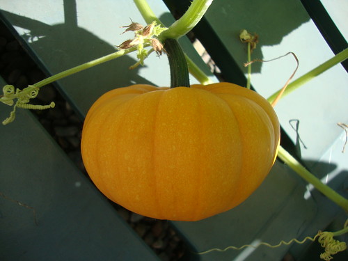 pumpkin A.  21 days old. Getting really orange and has a really dark green stem!   photographed 8/30/12