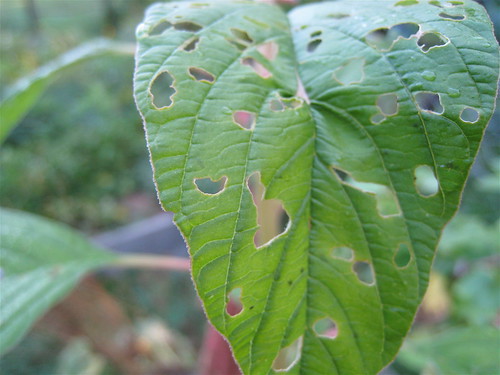 amaranth leaf