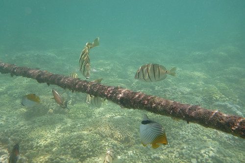Snorkeling in Kaneohe Bay