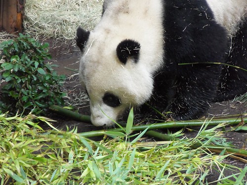 Yun Zi, Giant Panda
