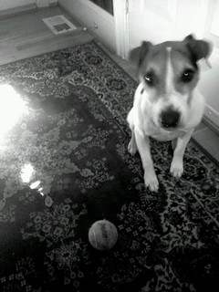 A dog and a ball