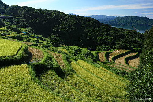 Urigasaka Rice Terraces