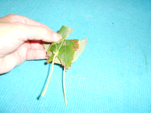 Fold 2nd Leaf and place 1st in center