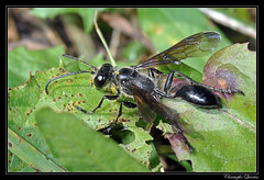 Hymenoptera/Sphecidae
