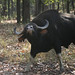 great indian Bison